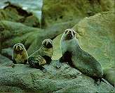 leones marinos